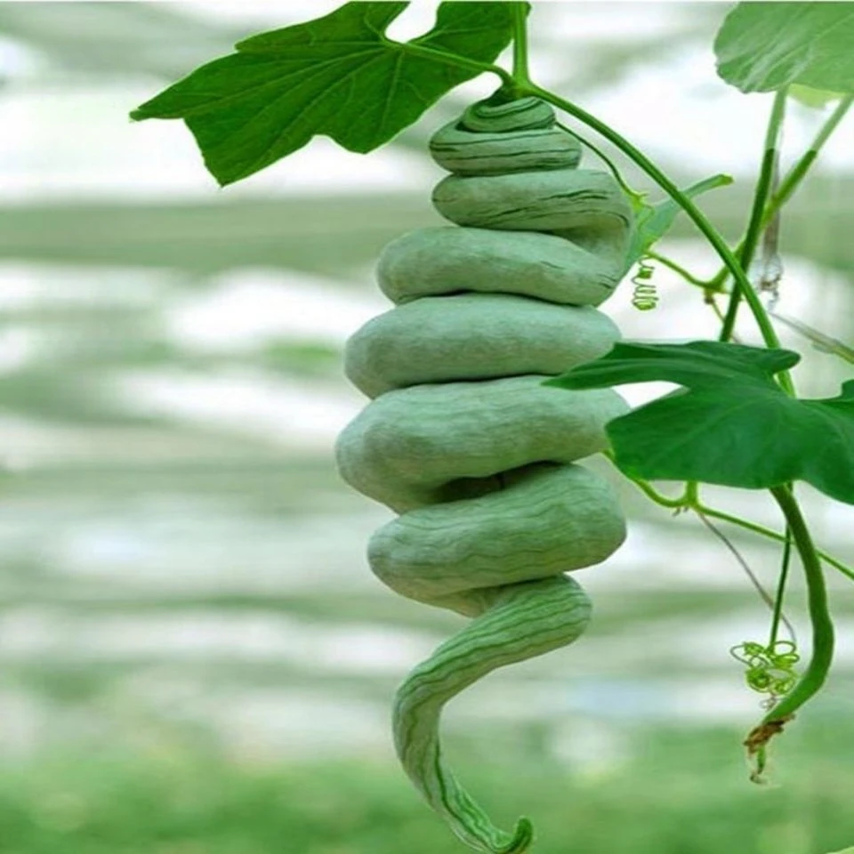 蛇豆种子四季大长丝瓜长南方蛇瓜室外阳台易活蔬菜种子