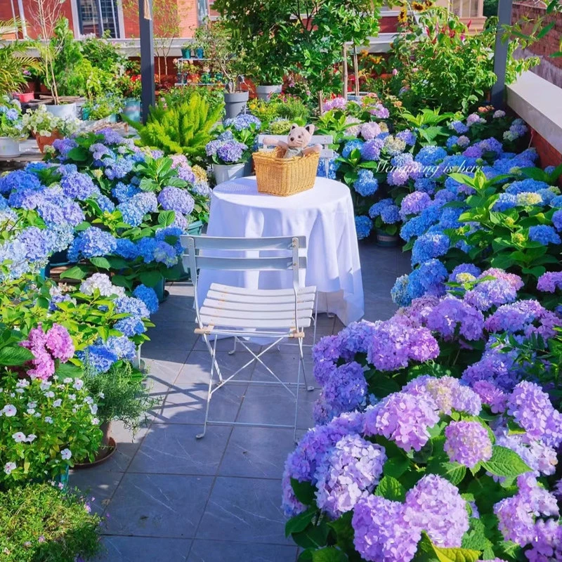 绣球花种子四季无尽夏绣球花花种多年生花籽易活盆栽庭院绣球花苗