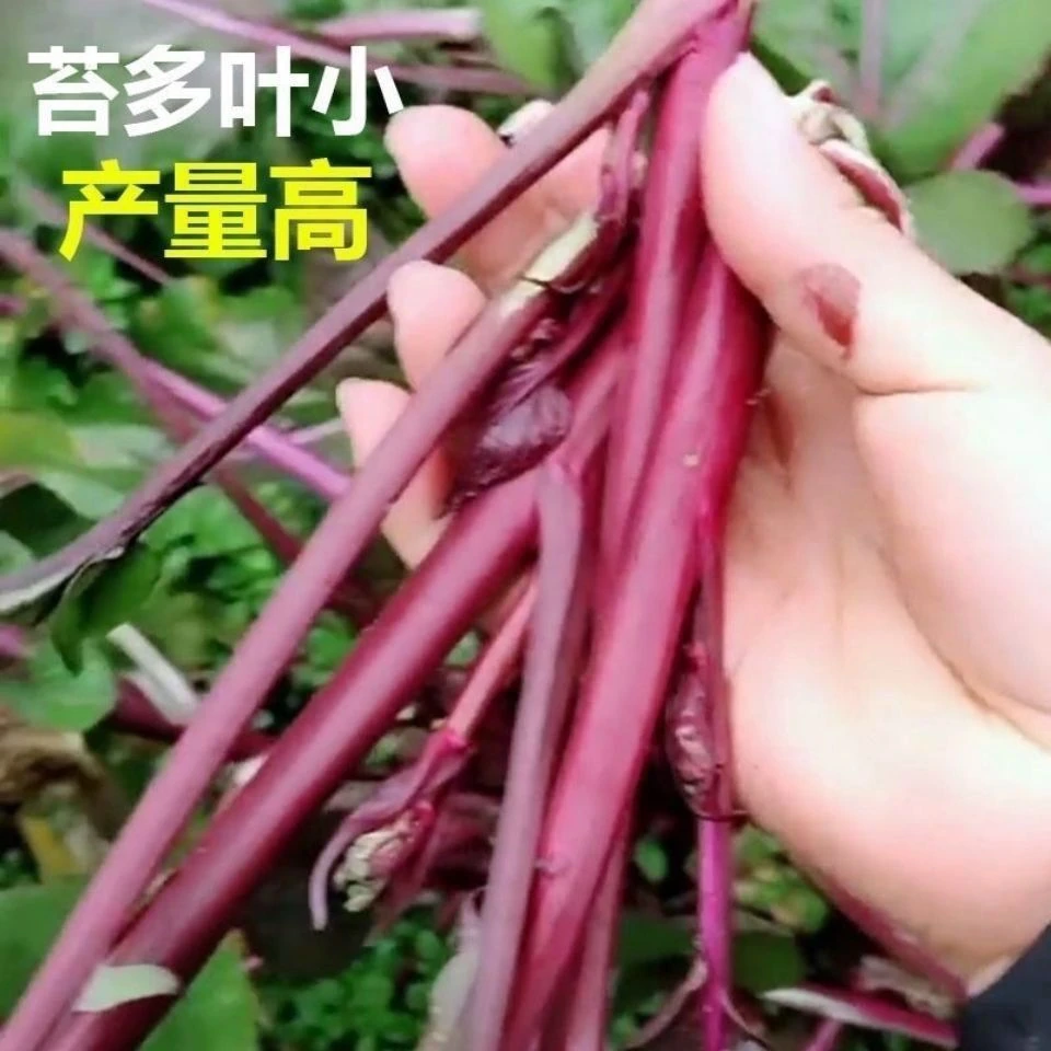 红菜苔早熟春季蔬莱孑广东菜心籽四季红菜心南方蔬菜种子