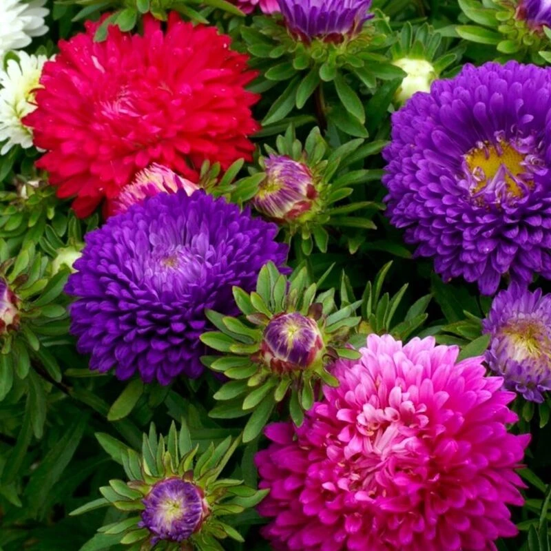 多年生翠菊花种子重瓣大花矮杆高杆四季易活室内外花卉种子