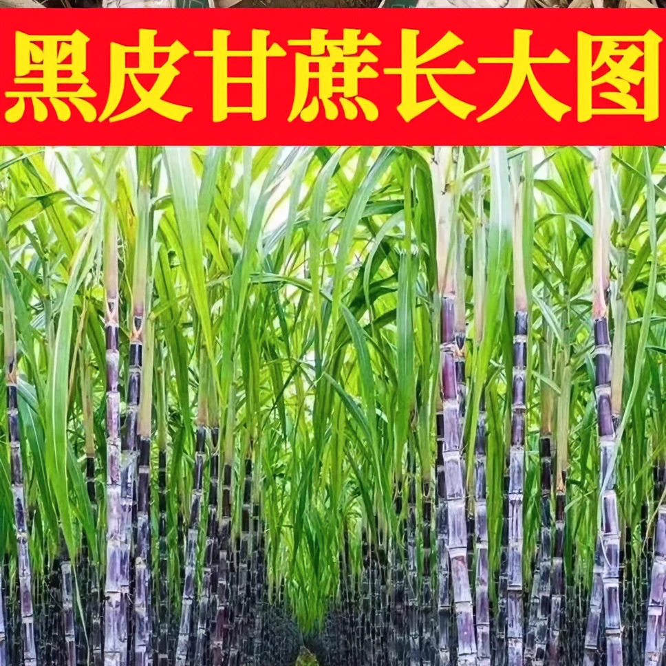 正宗黑皮水果甘蔗种苗高产南北方四季播种家庭农田种植正宗甘蔗种