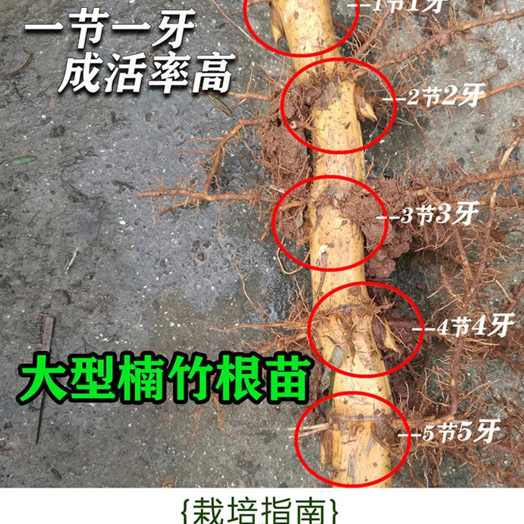 大型楠竹根苗现挖现发南北四季种植楠竹鞭庭院竹可造景竹笋可食用