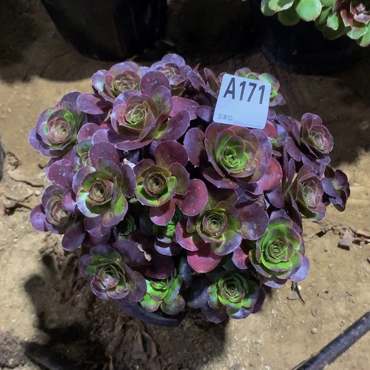 玫金171000000000000