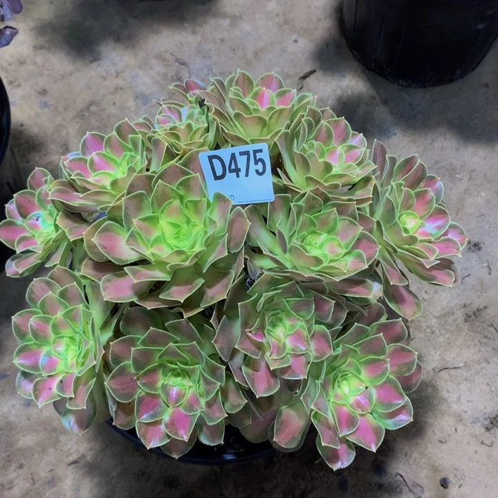 自**在少华475000000000