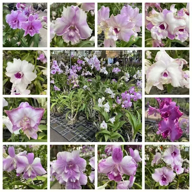 （花漾）HY泰秋一物一拍|5度以下地区请拍保温服务