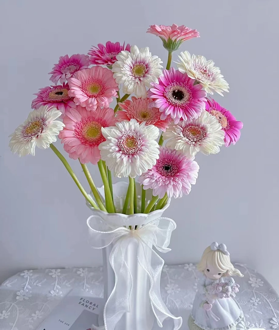 【非洲菊】随机色非洲菊3把60枝2-3色 包邮