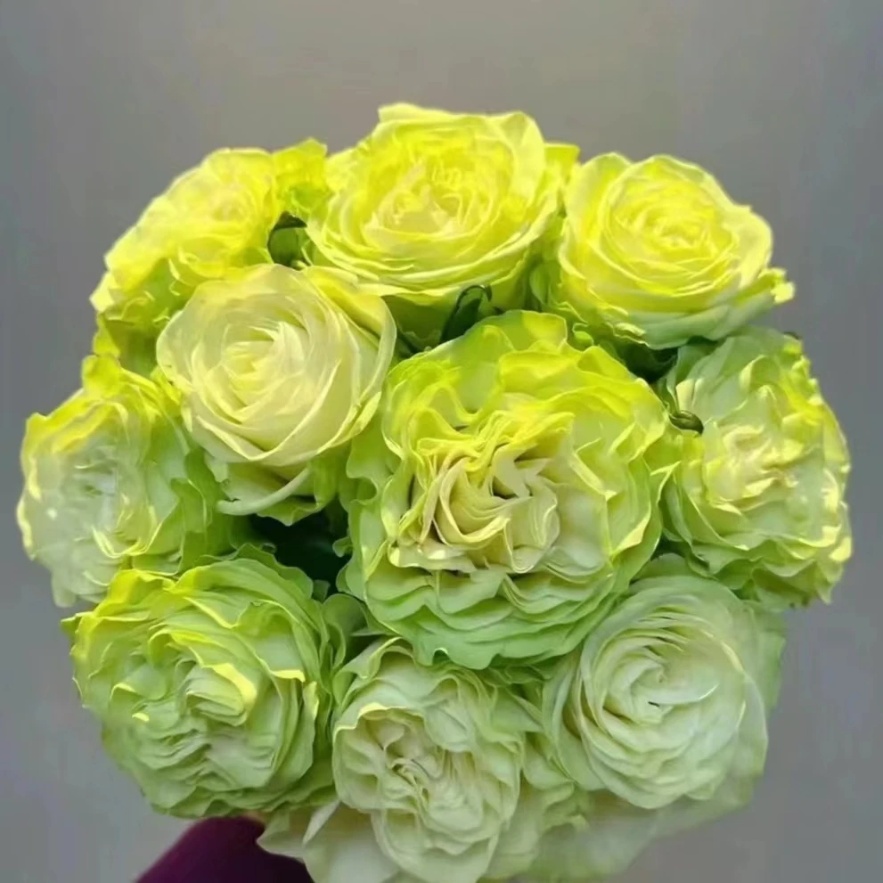 【绿玫瑰+戴安娜+紫罗兰套餐组合】【0度以下请拍保温棉】