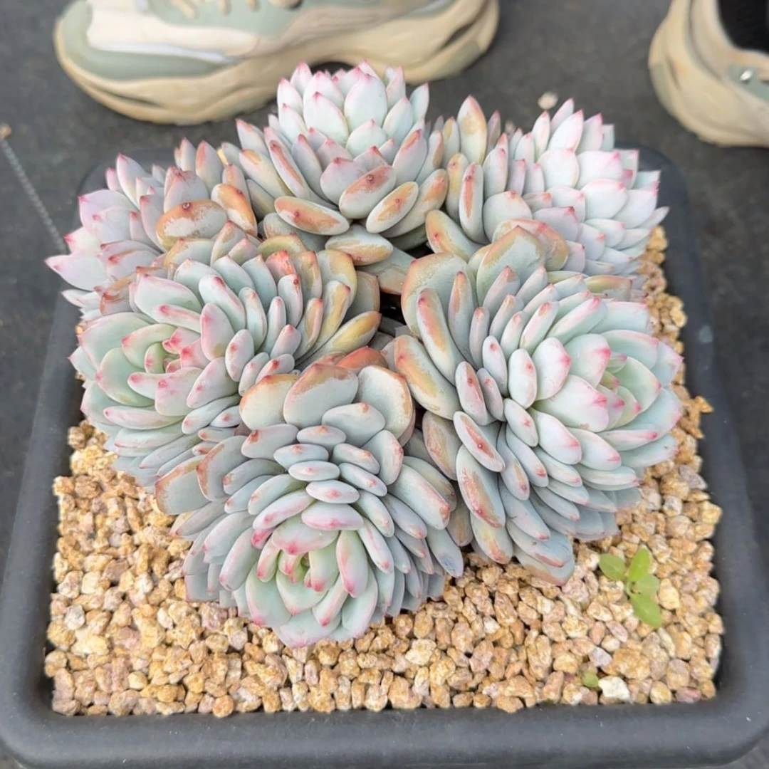 【闪购商品】薇*星星橙