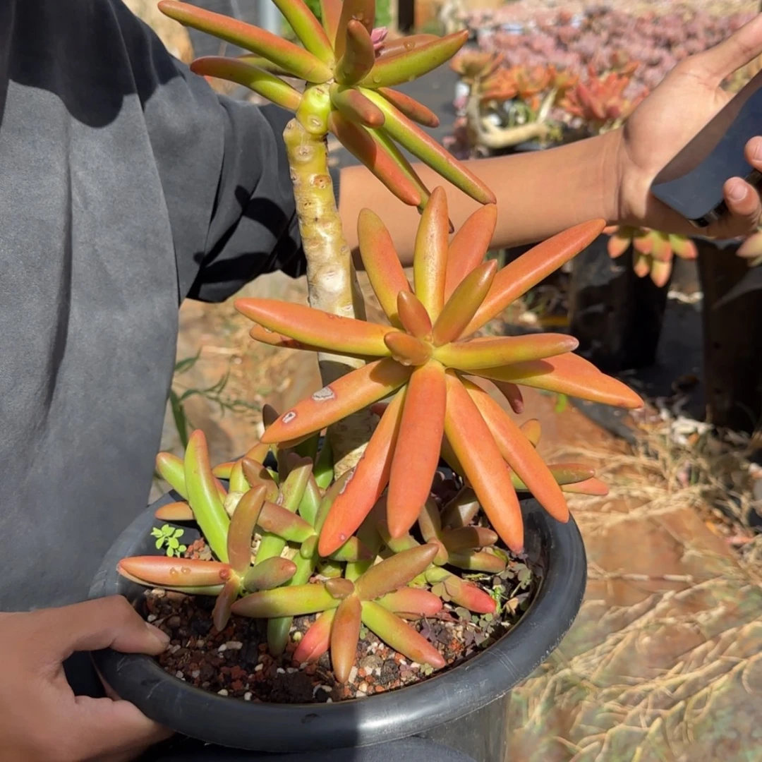 【闪购商品】椰子树