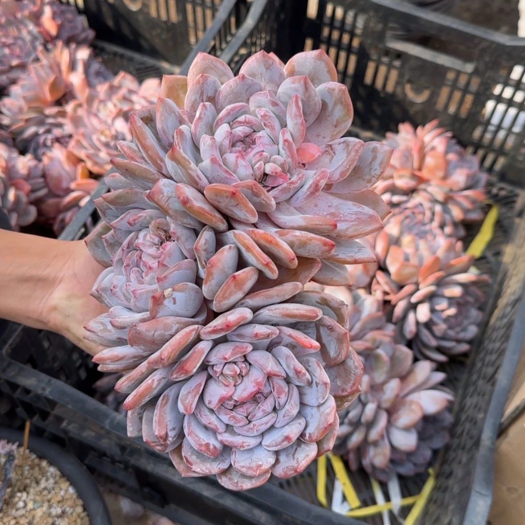 【闪购商品】紫皮石榴籽星影大群