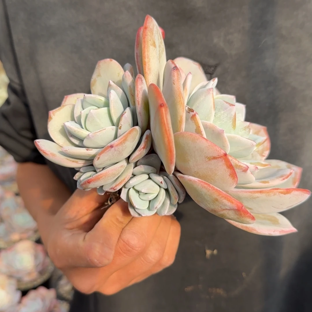 【闪购商品】奶茶自然群
