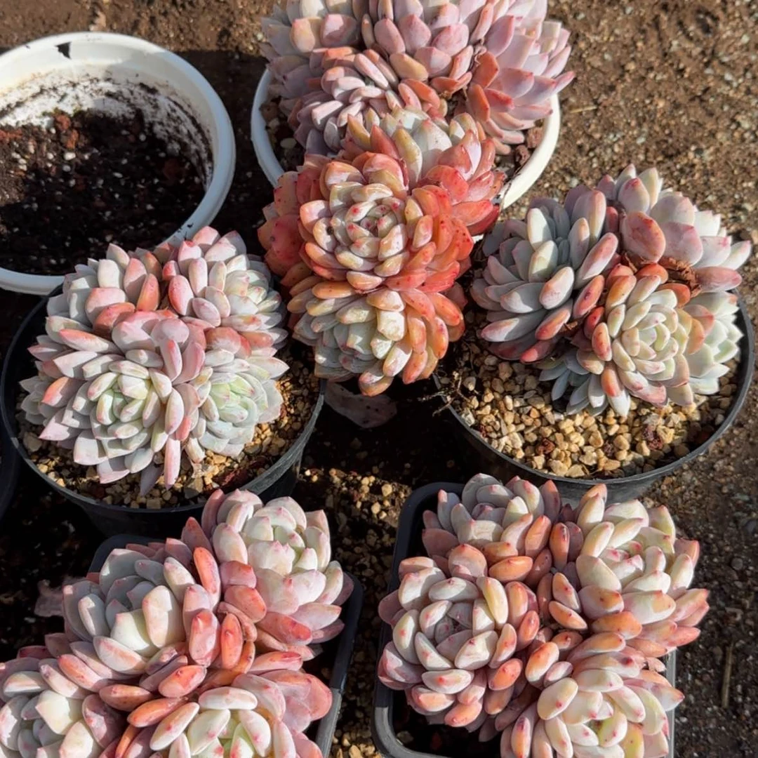 【闪购商品】牛批橙群