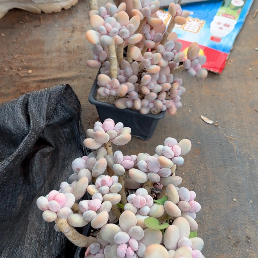 【闪购商品】大群奶奶奶奶