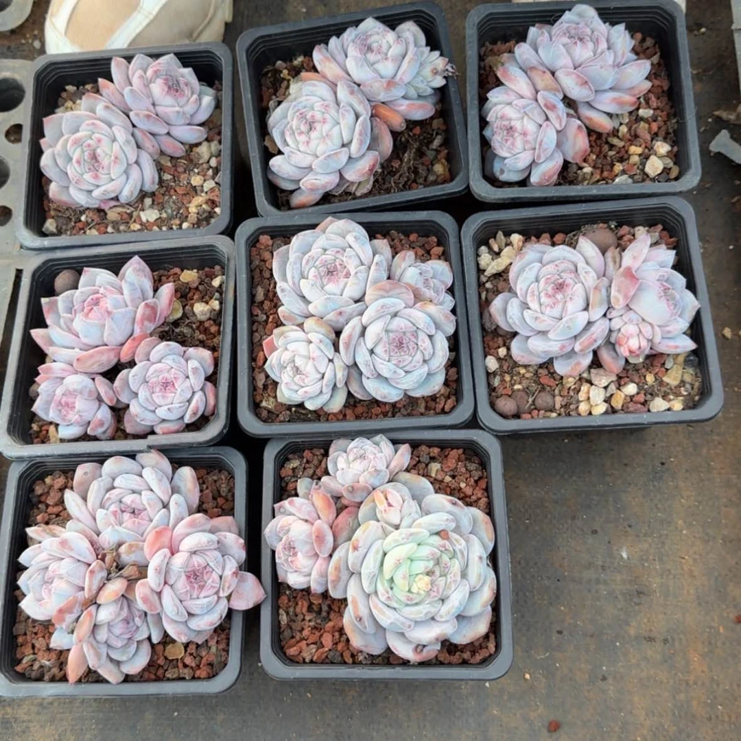 【闪购商品】紫皮石榴籽星影