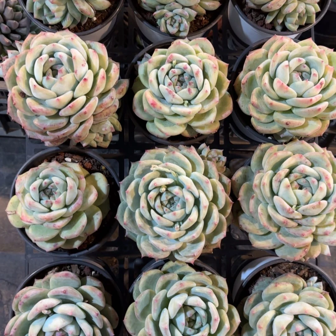 【闪购商品】单头白拉糖