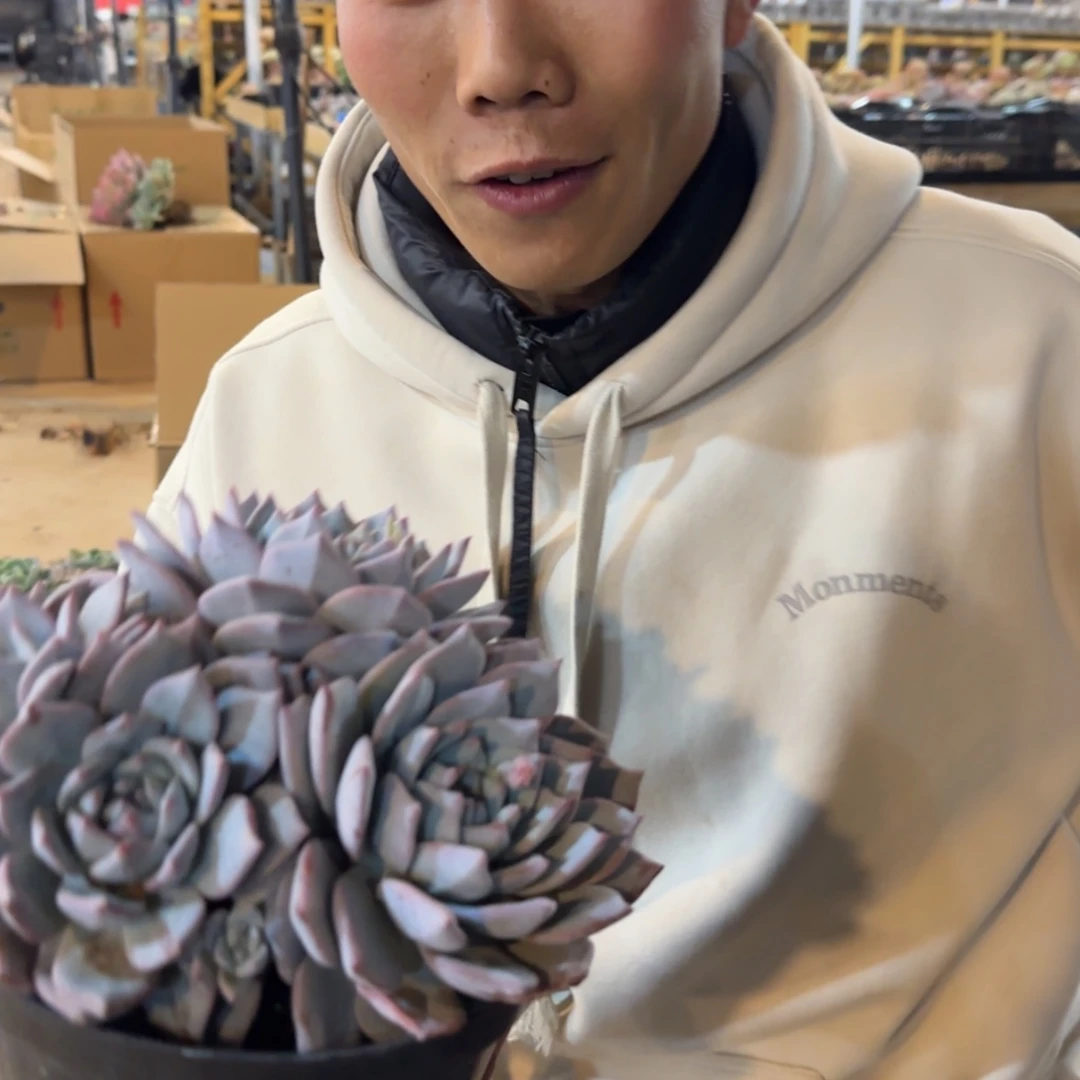 【闪购商品】粉蓝鸟