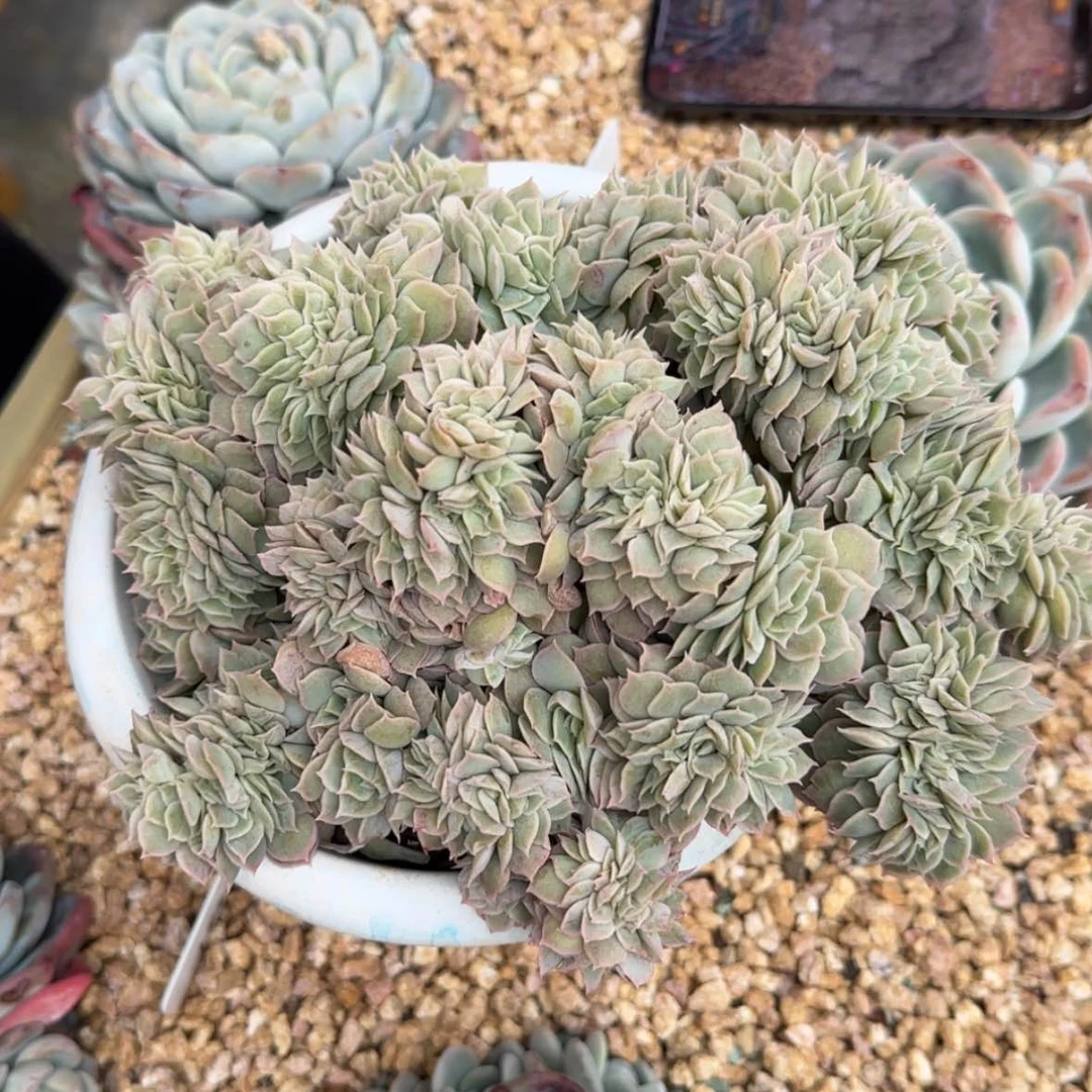 【闪购商品】昂缀化