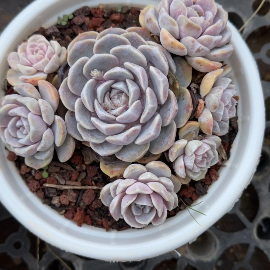 【闪购商品】汉堡捧花