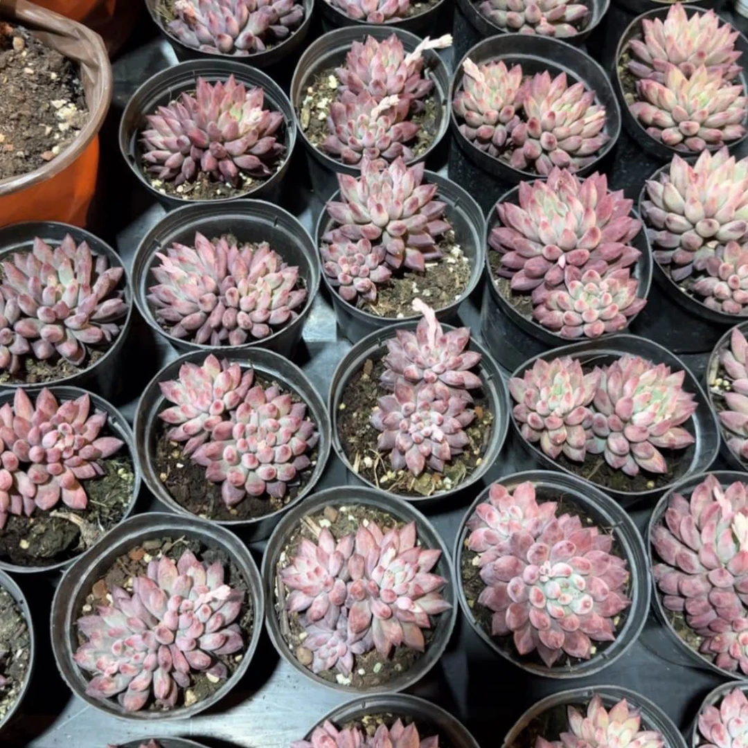 【闪购商品】车厘子