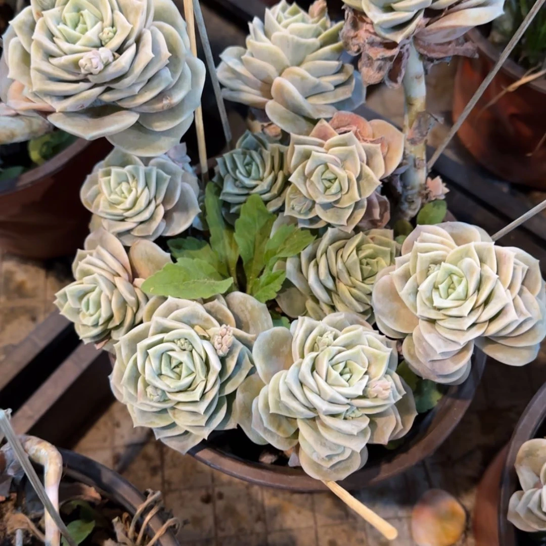 【闪购商品】可爱玫瑰