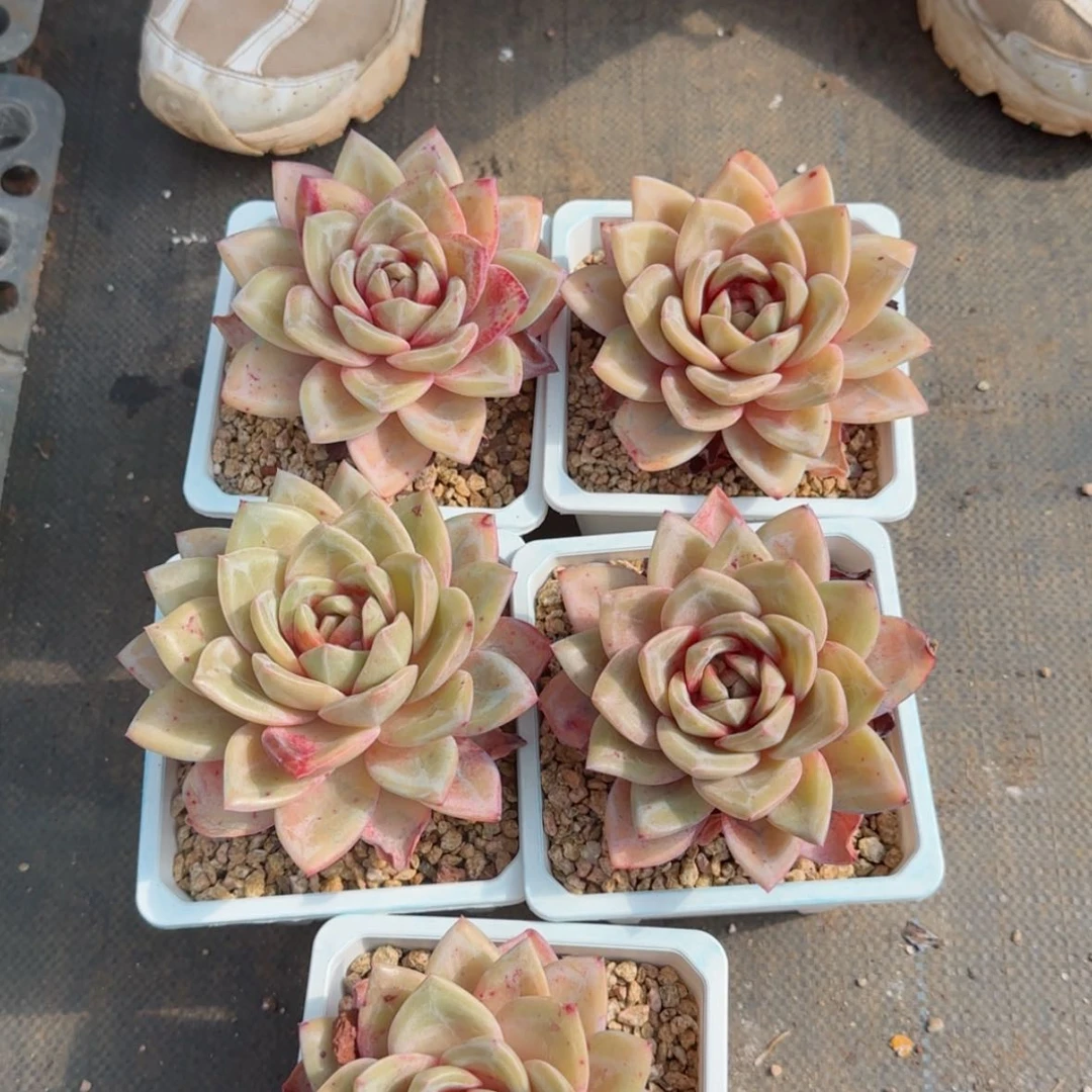 【闪购商品】德国香槟