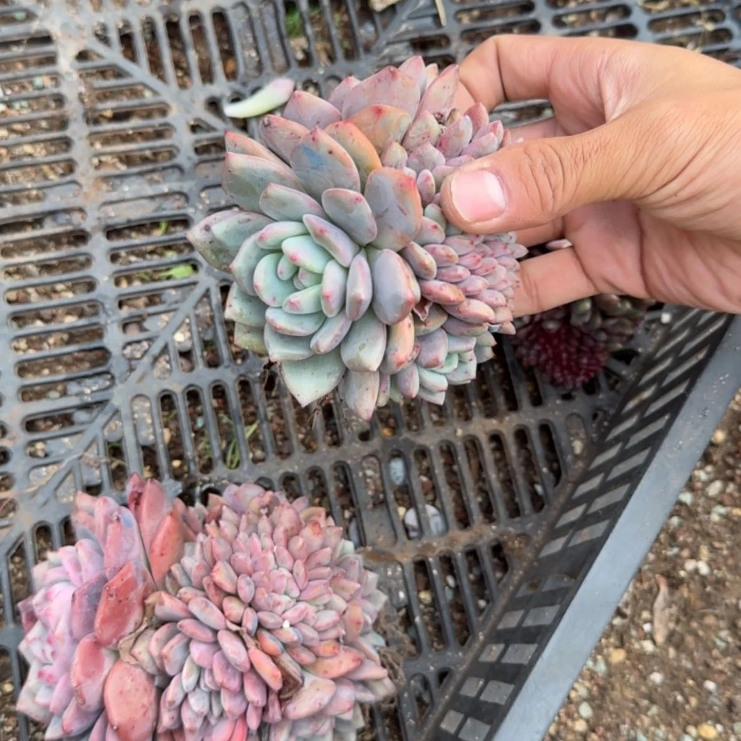 【闪购商品】爱丽儿