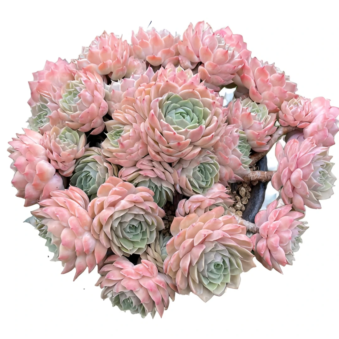 植迷园艺多肉【备用链接】
