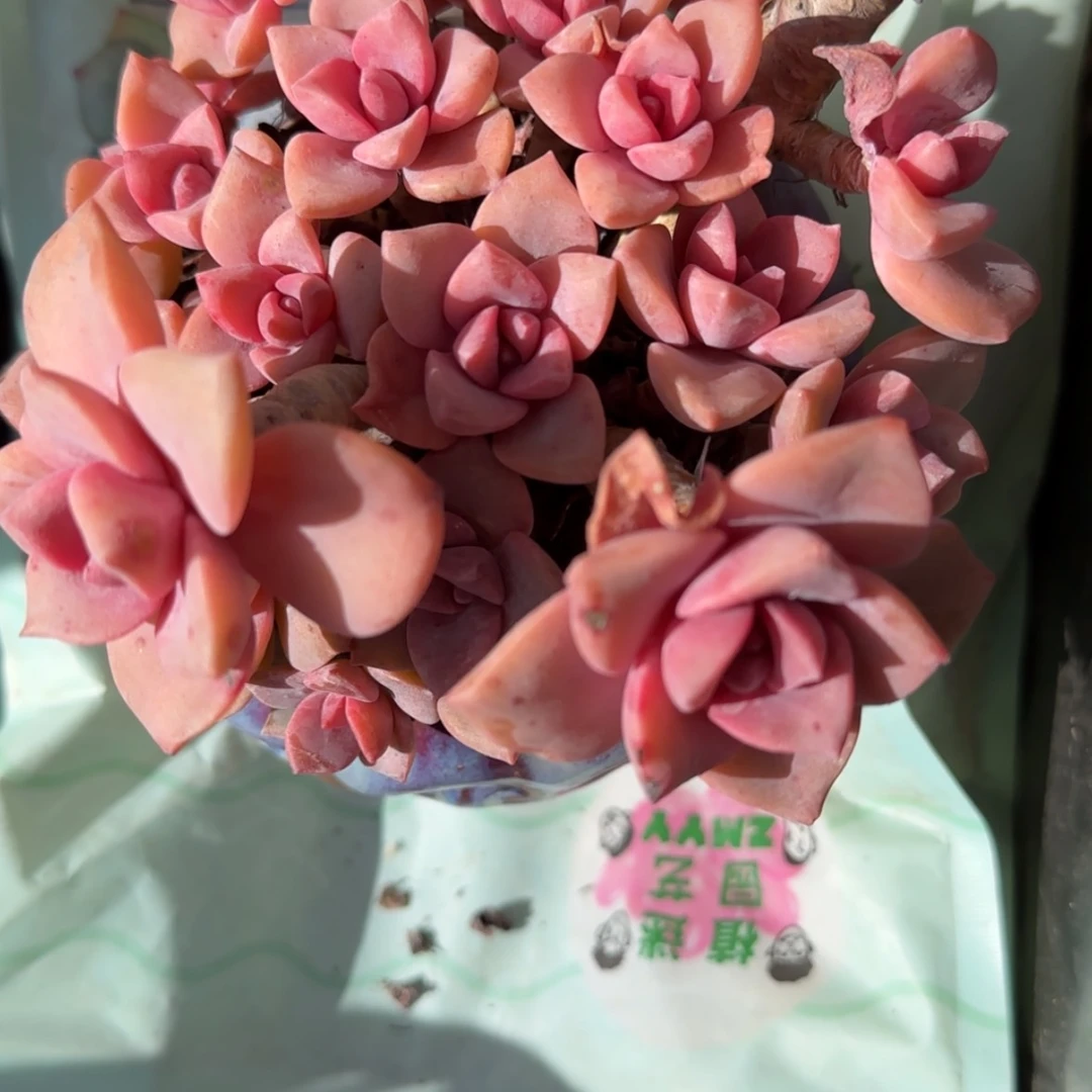 【闪购商品】彩虹糖