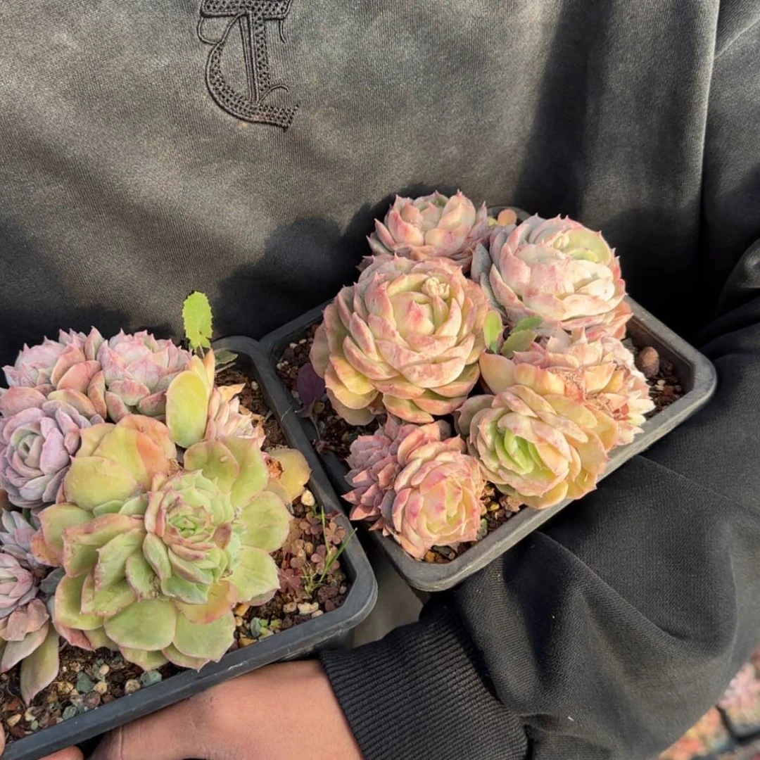 【闪购商品】昂石化