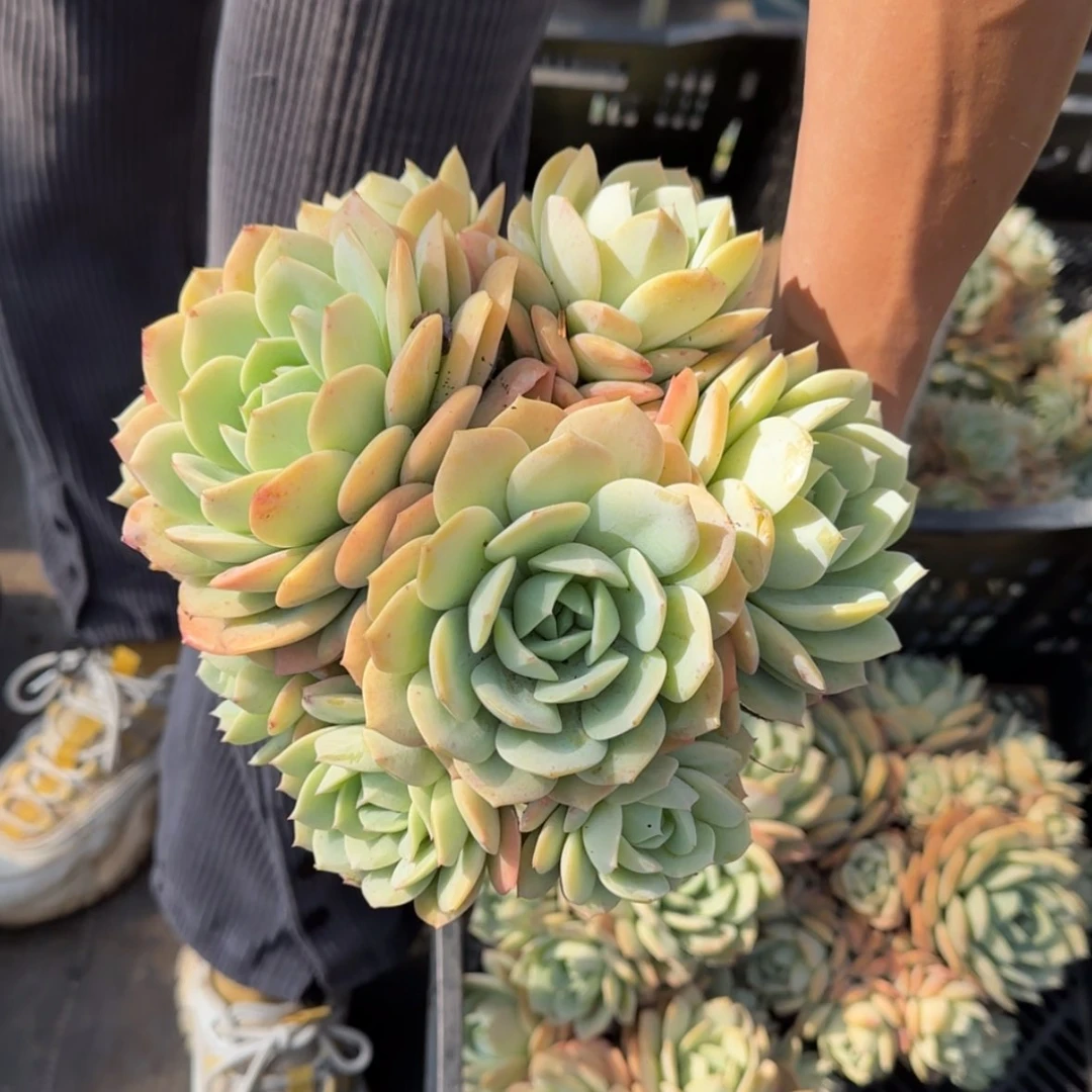 【闪购商品】恋曲aaaaaaaa