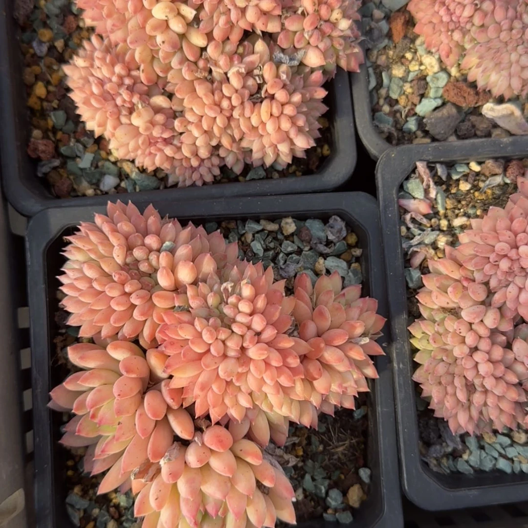 【闪购商品】甲骨文缀aaaaaaaa