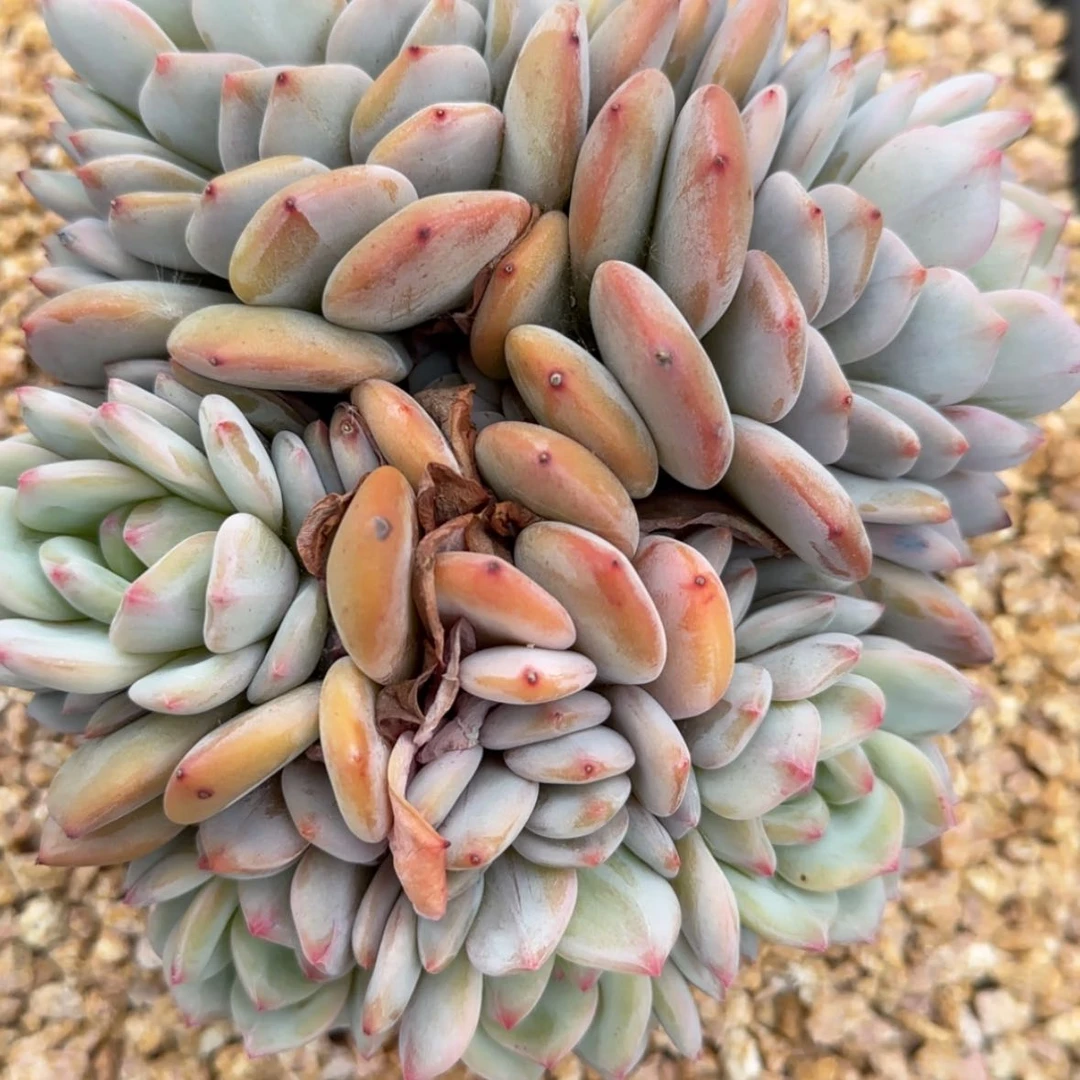 【闪购商品】R星星橙