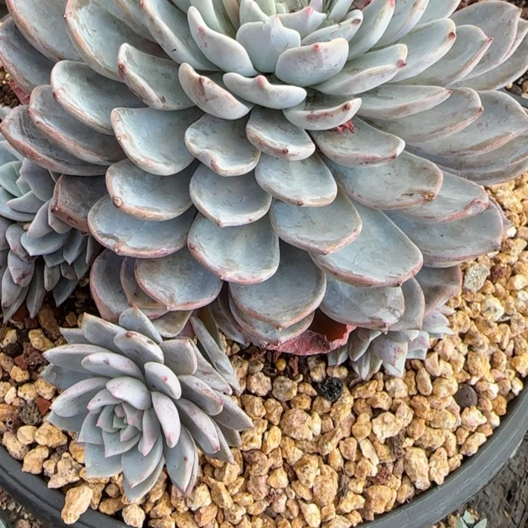 【闪购商品】海棠花捧花