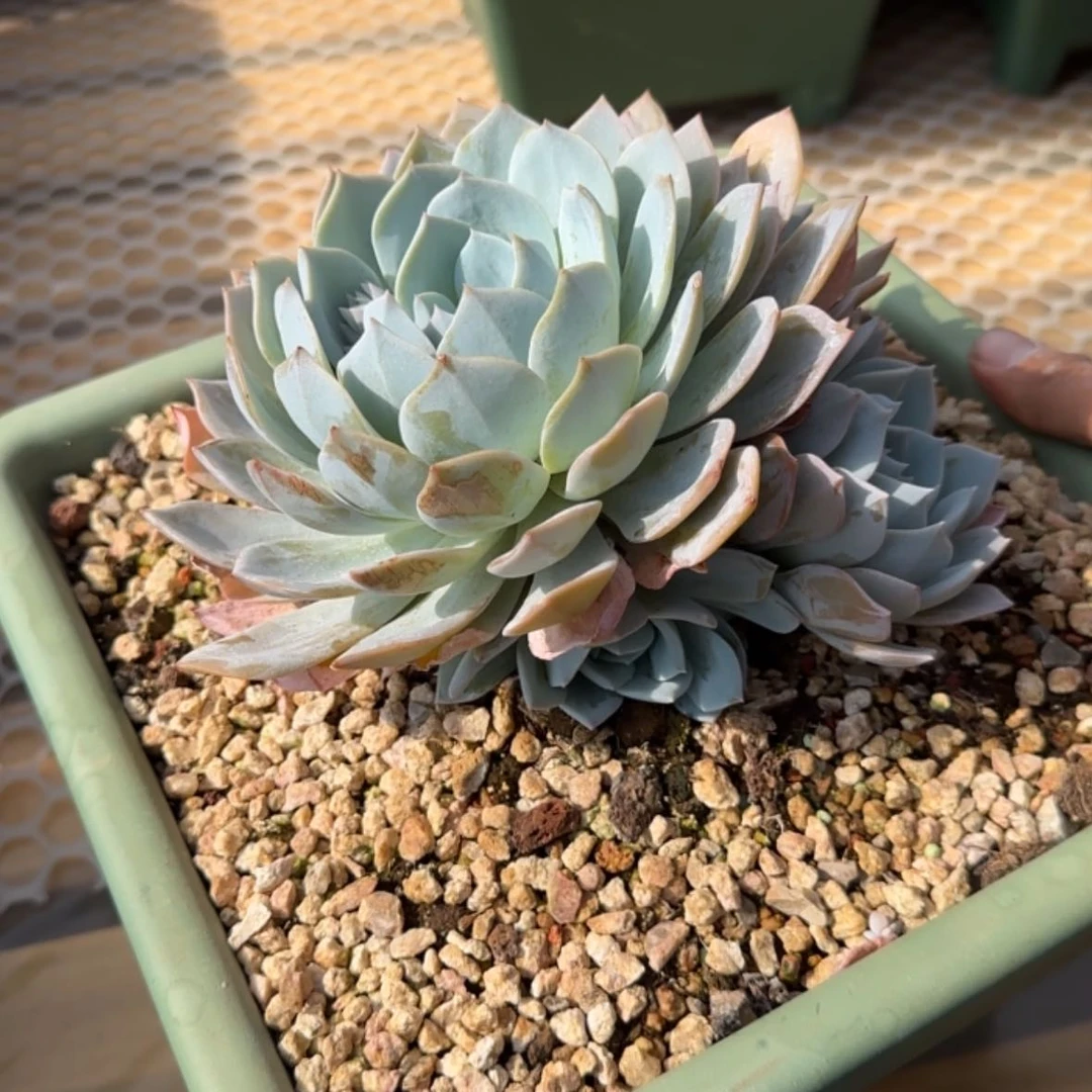 【闪购商品】阳**文白茶一物一拍