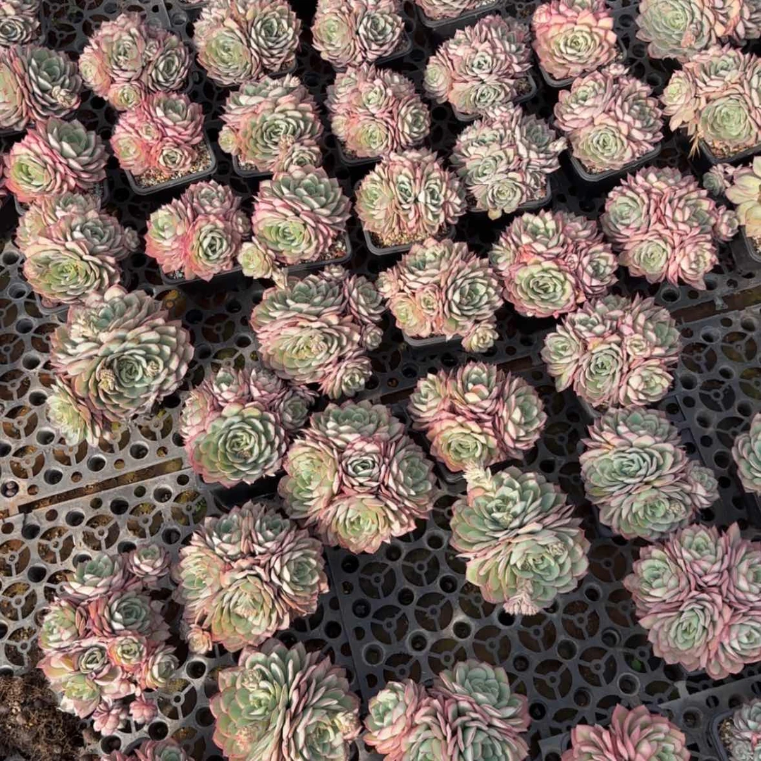 【闪购商品】牡丹亭小