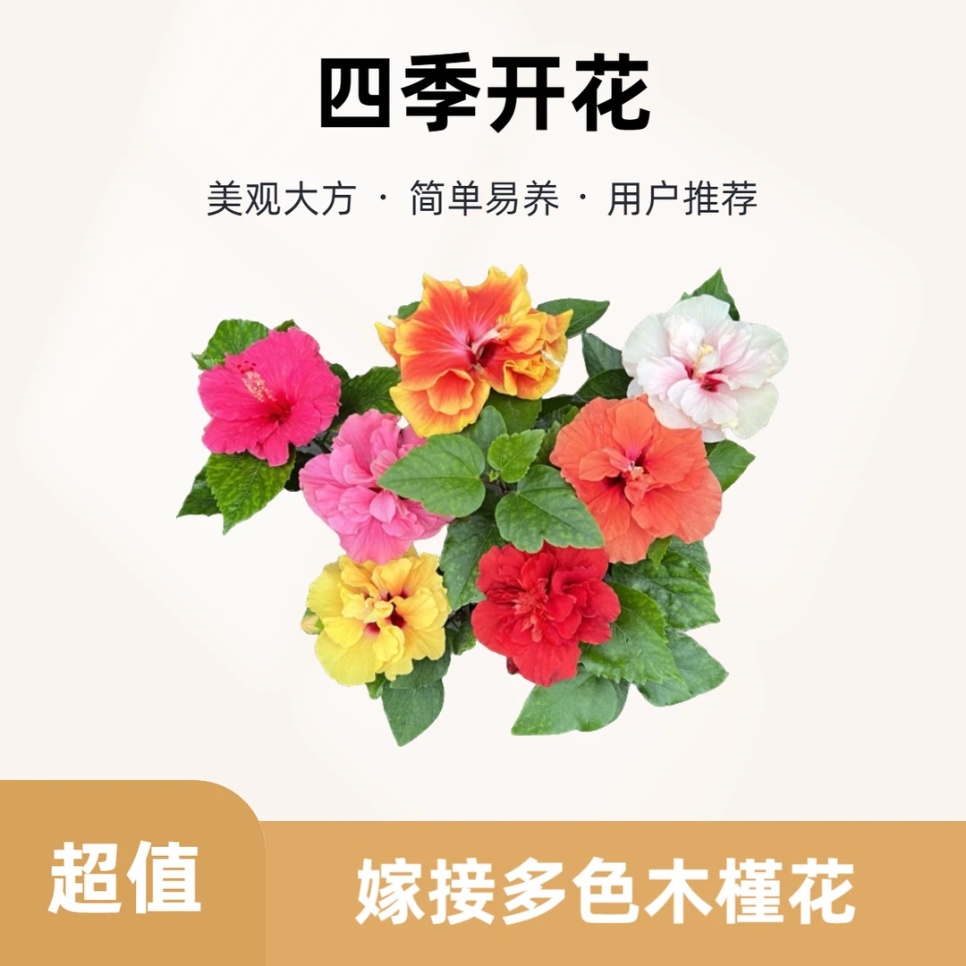 嫁接多色丹麦木槿四季开花室内盆栽好养颜色不同色重瓣单瓣混合发