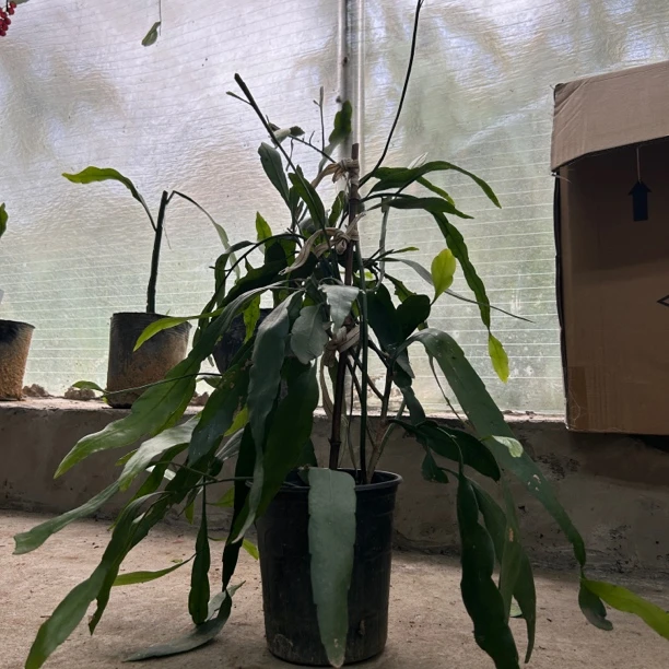 小叶昙花一物一拍5号