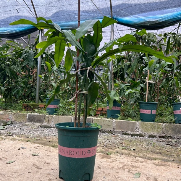 大叶昙花一物一拍带花苞专拍