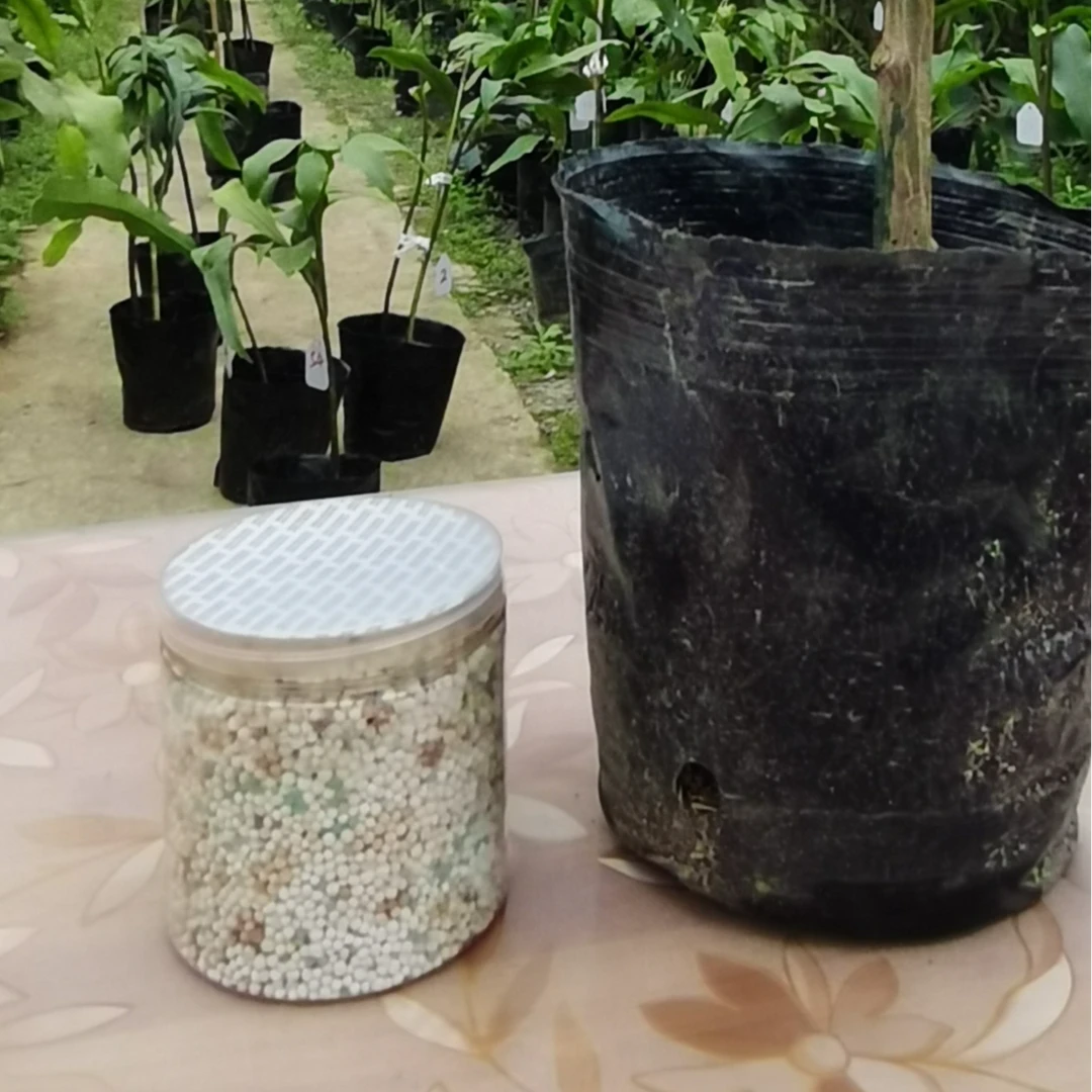 大叶昙花养护系列3(赠)