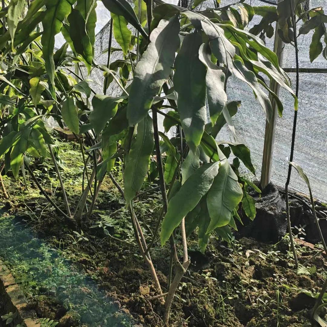 精选大叶昙花8年苗龄