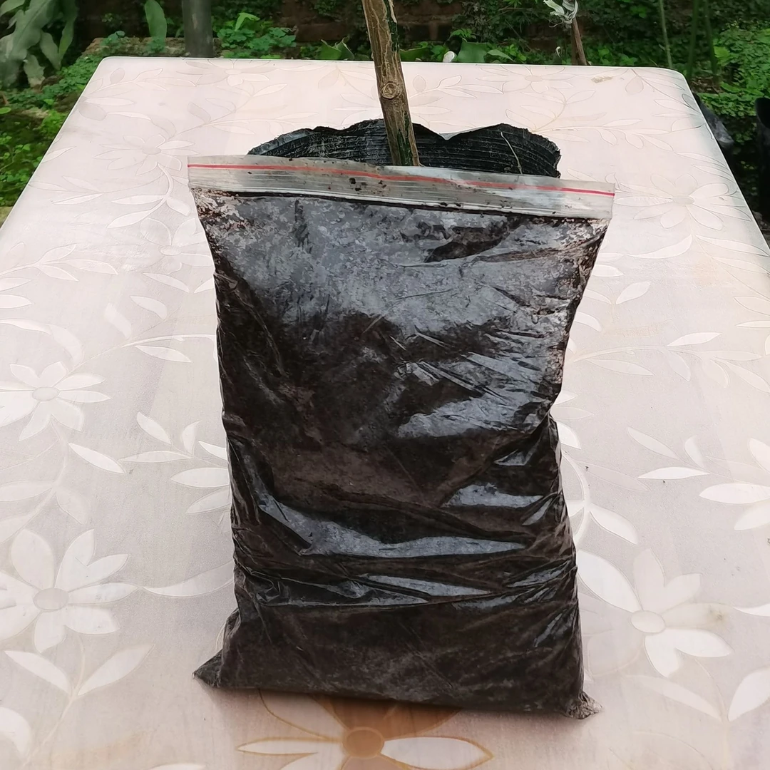 大叶昙花养护系列1（赠）