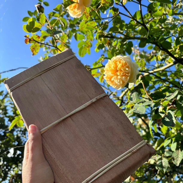 红豆树 1 号-2021年荒野古树春白茶砖