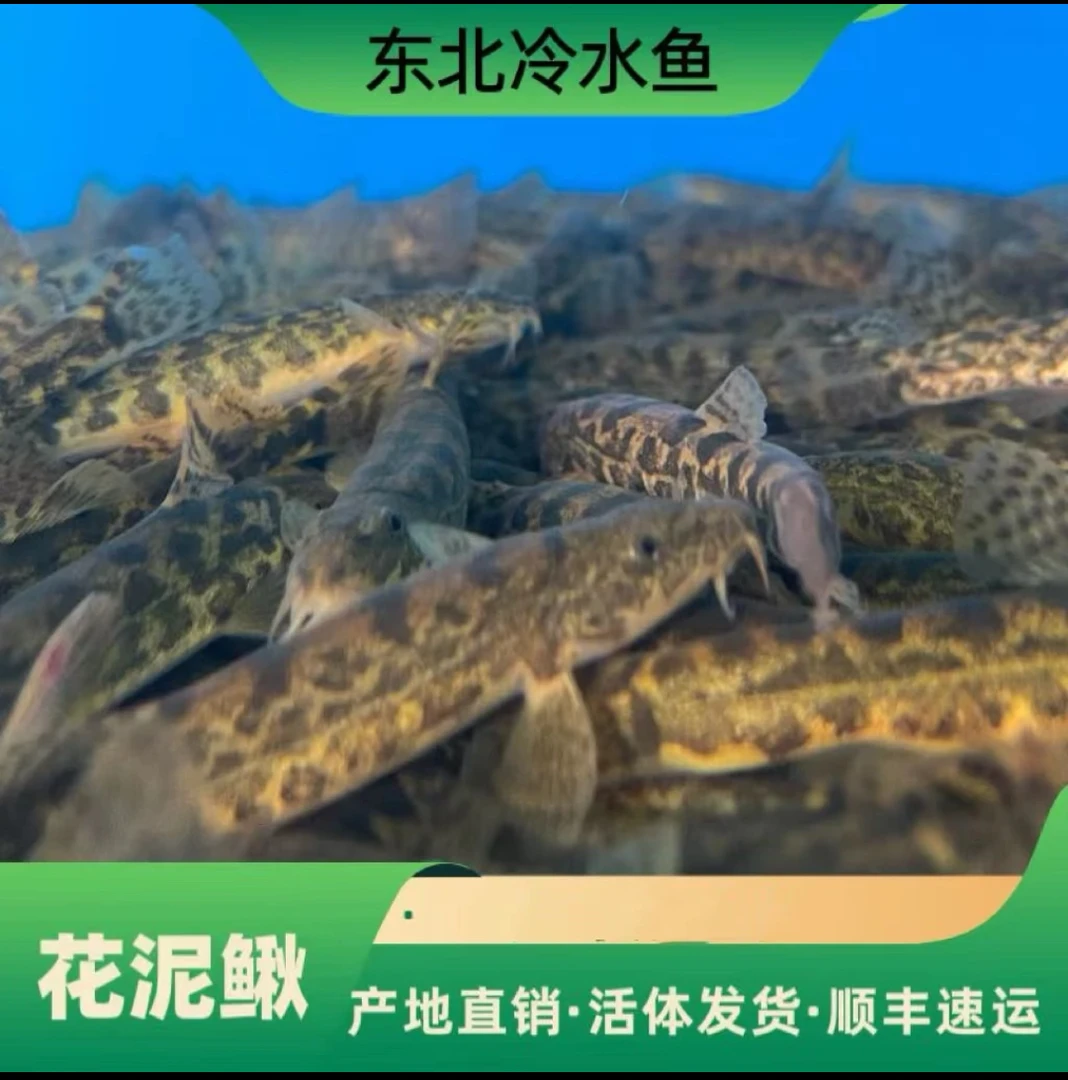 东北冷水花泥鳅鱼，顺丰包邮活体发货