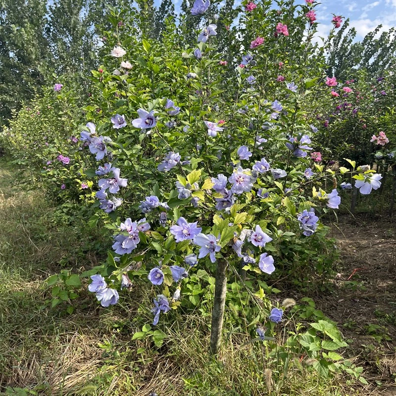 大型木槿花棒棒糖盆栽地栽蓝色红色粉色当年开花大型室外风景树木