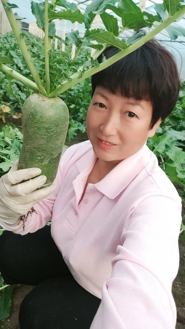 天津正宗沙窝萝卜净9斤，产地直发京东快递包邮到家