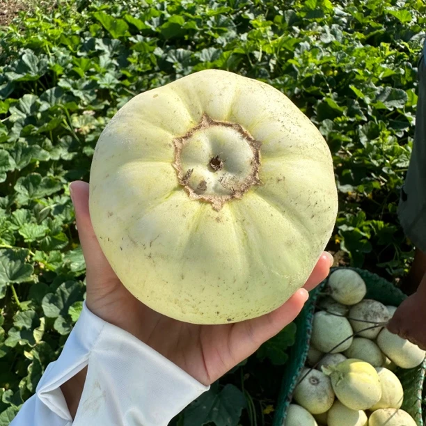 【顺丰包邮】湖北老家露天甜瓜 香瓜甜宝现摘现发