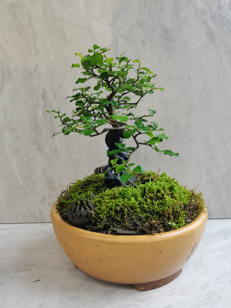 金弹子盆景素材桩景，地景一桩一拍