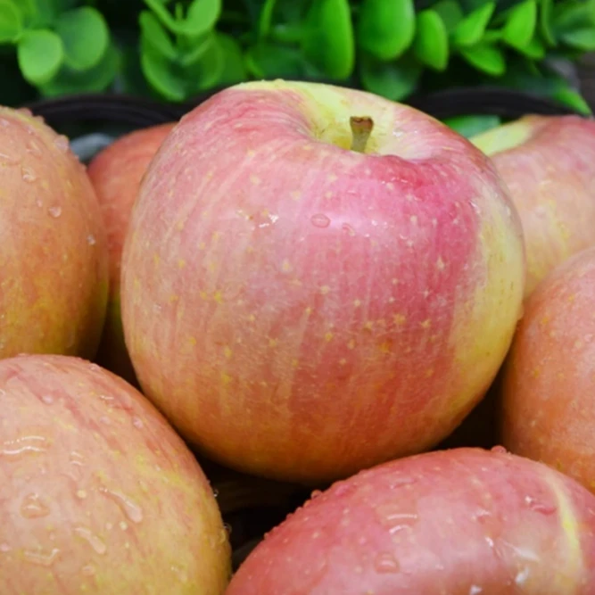 山西临猗早熟红富士丑苹果纯甜无酸脆甜新鲜现采摘8.5斤包邮樱花