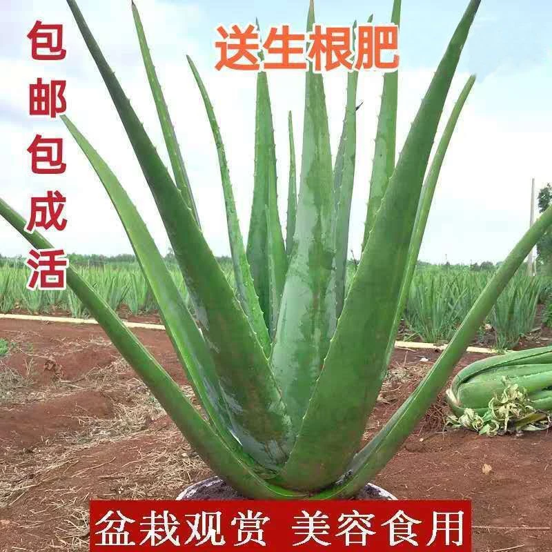 库拉索美容芦荟盆栽绿植花卉多肉植物灌肤补水可食用芦荟苗吸甲醛