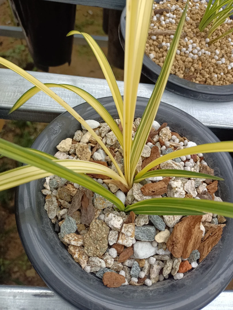 春兰蕙兰直播间一物拍一物